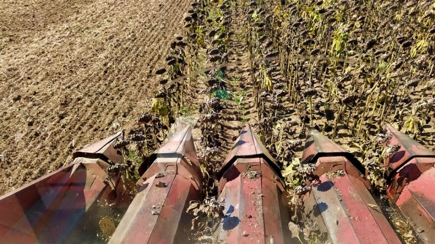 Krenula žetva suncokreta, Robert Mesaroš očekuje prinos iznad 20 metara po jutru