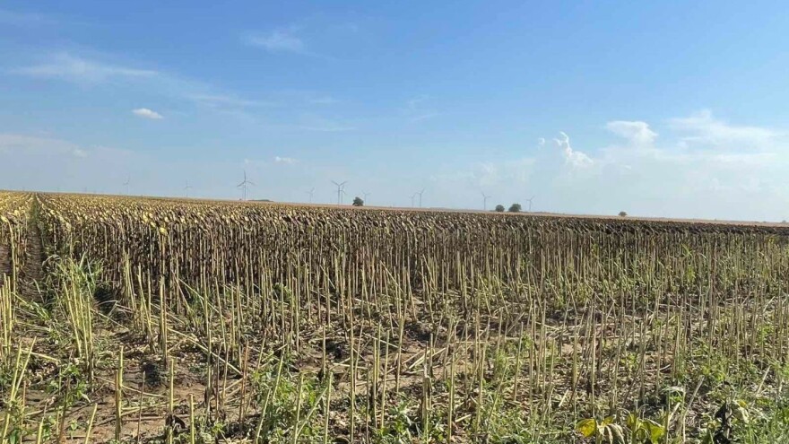 Suncokret za 60 dinara po kilogramu - čemu se nadaju ratari?