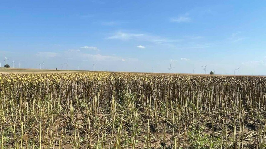 Padavine uticale na pojavu mrke i crne pegavost suncokreta