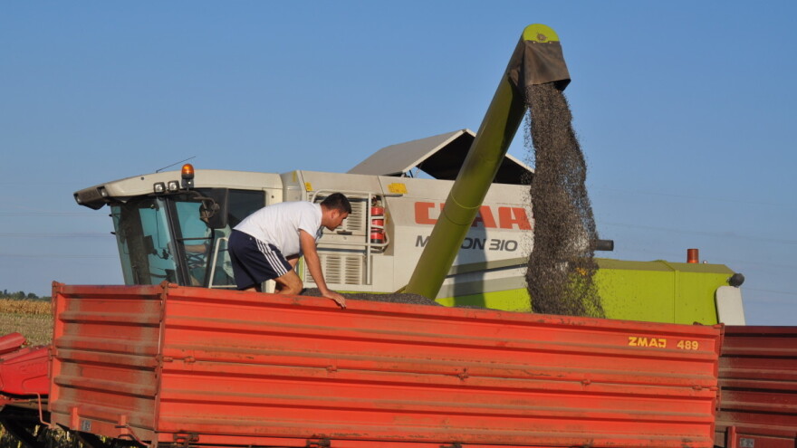 Krenula žetva suncokreta, prinosi do dve tone po hektaru