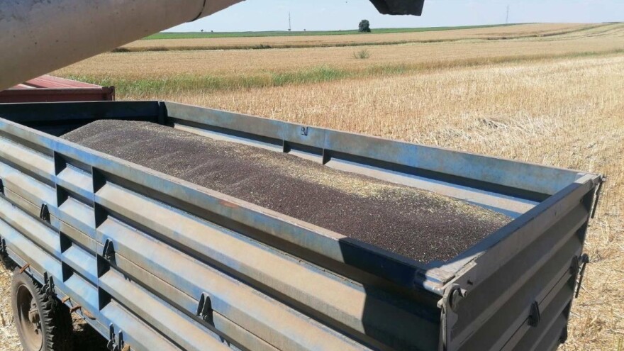 Žetva uljane repice: Kakvi su rezultati?