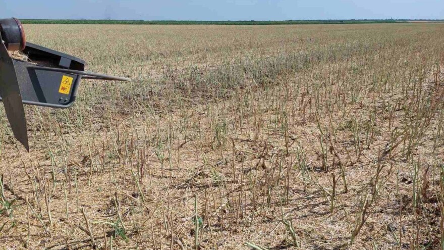 Manji prinosi uljane repice u odnosu na prošlu godinu - cena pada?