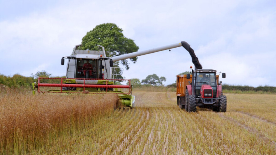 Prirod uljane repice veći za 58% nego lani