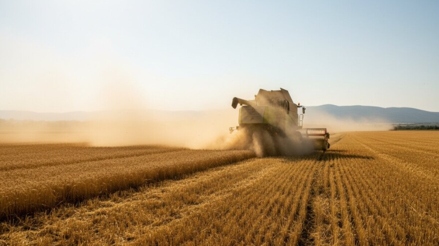 Žetva uz visoke vrućine!