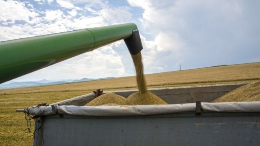 Superžitarice će okončati glad u svijetu?