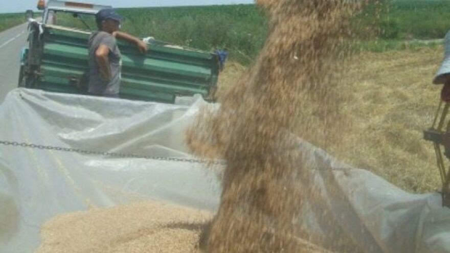 Sremci spremni za žetvu pšenice!