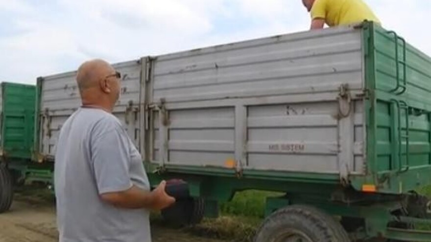 Neće rasti cijena pšenice?