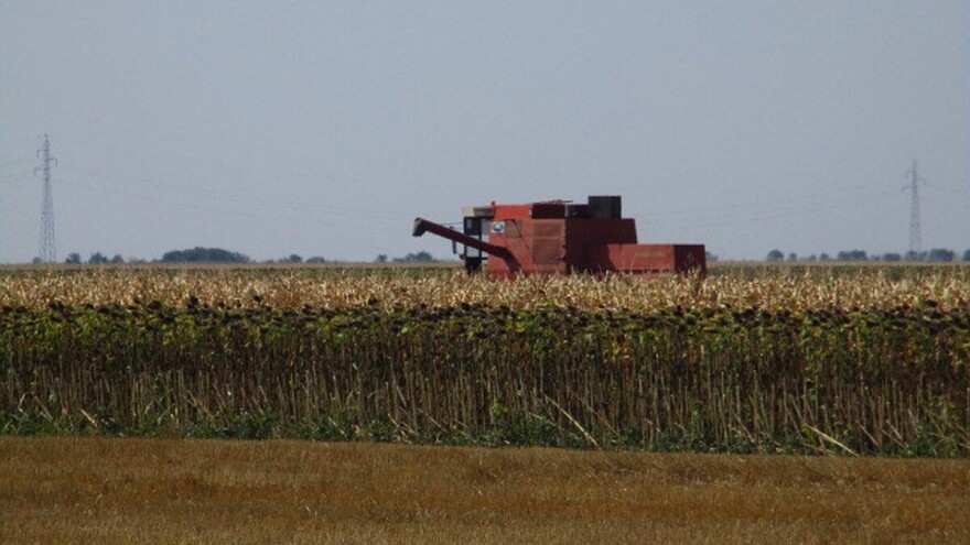 Počelo trgovanje suncokretom: Cena 30,50 dinara po kilogramu