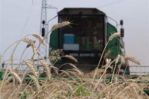 Urod pšenice 15 posto veći