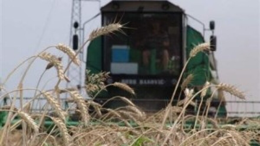 Urod pšenice 15 posto veći