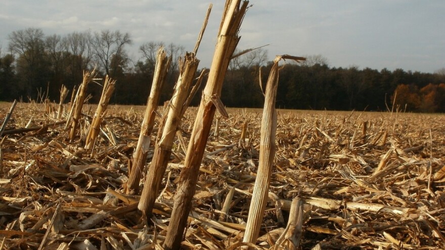 Mikrobiološka đubriva kao zamjena za mineralna đubriva i pesticide