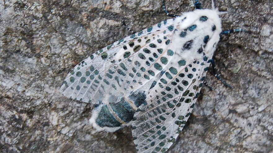 Primećena gusenica drvesnica - kako je se rešiti?