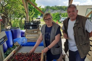 Kljaković Gašpić: Strani berači voća su naša stvarnost, ali zakonska regulativa OPG-a koči njihov dolazak