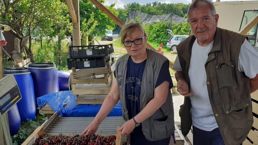 Kljaković Gašpić: Strani berači voća su naša stvarnost, ali zakonska regulativa OPG-a koči njihov dolazak