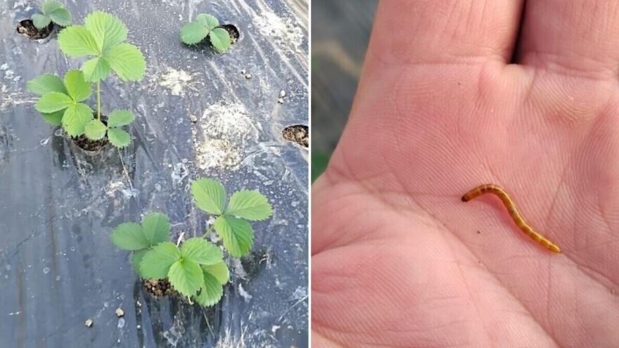 Kako se riješiti žičnjaka u jagodama?