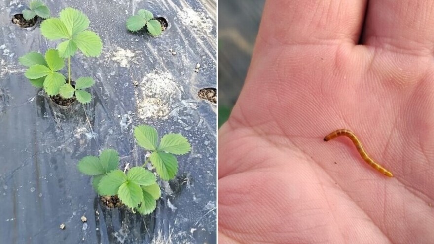 Kako se rešiti žičnjaka u jagodama?