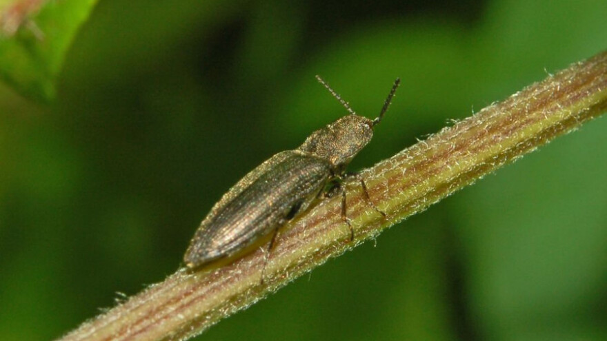 Štetočine uništile useve kukuruza i suncokreta