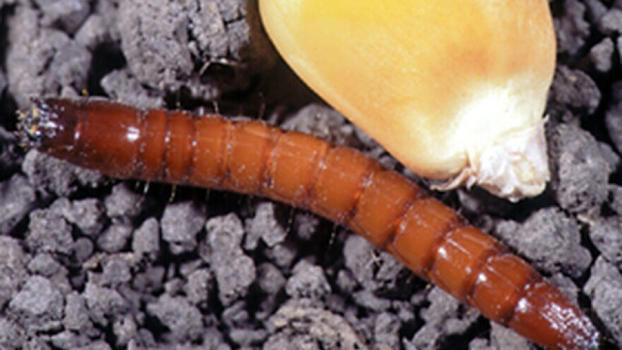 Kako smanjiti populaciju žičara u zemljištu?