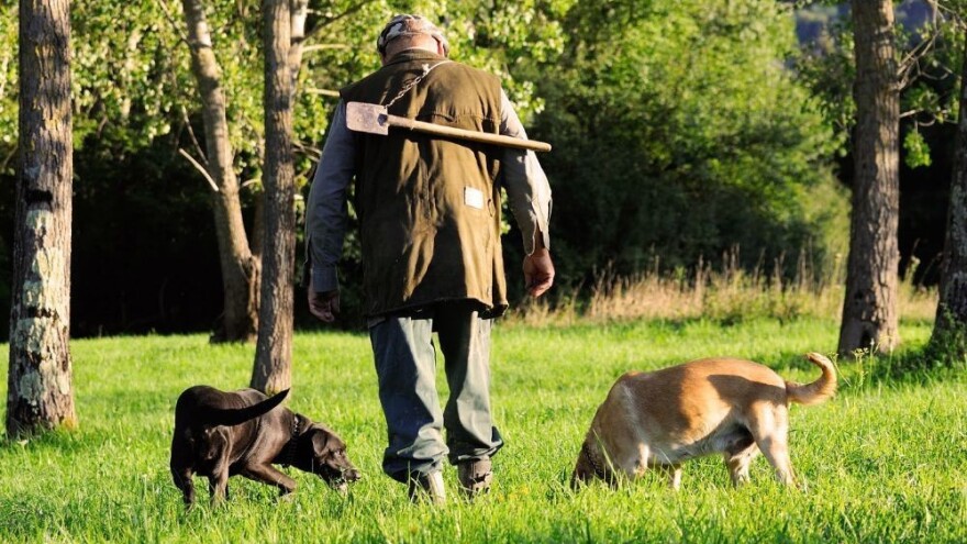 Ubistvo u Jarku zbog tartufa?
