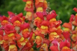 Zijevalica - antirrhinum majus