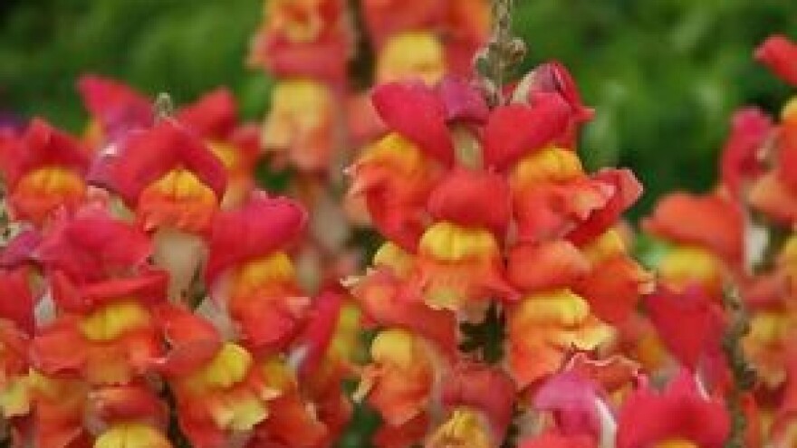 Zijevalica - antirrhinum majus