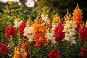 Zijevalica - antirrhinum majus