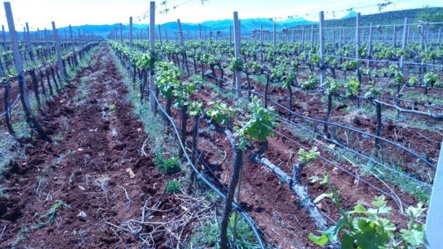 Bayer savjeti za vinogradare 18.-24.4.2016.