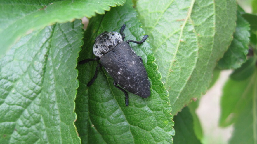 Žilogriz najveću štetu na višnji i šljivi pravi na jugu Srbije