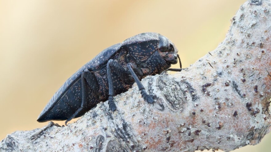 Kako zaštititi voće od žilogriza?