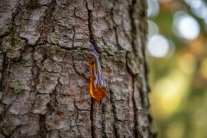 Žilogriz - opasan štetnik koštičavog voća