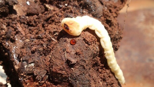 G Frolovo, Volgograd viloyati, porno