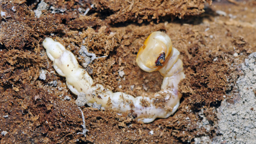 Možemo li se boriti sa žilogrizom?