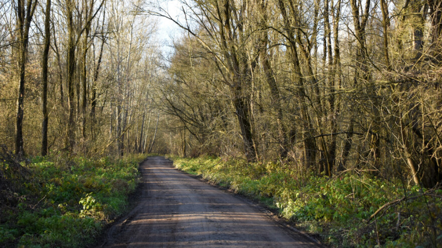 Još jedna Nova godina bez snega, temperatura u plusu i na Zlatiboru