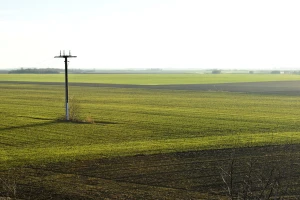 Jesenas zasejano preko 620.000 ha pšenice