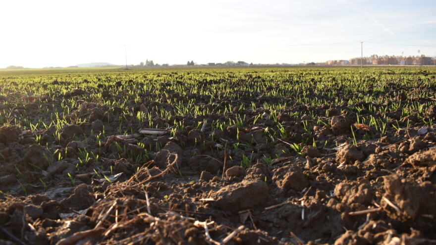Do četvrtka toplije sa padavinama: Simptomi rđe u usevima pšenice