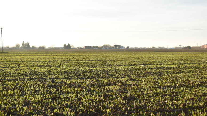 Smene niskih i visokih temperatura ostavljaju posledice na biljkama