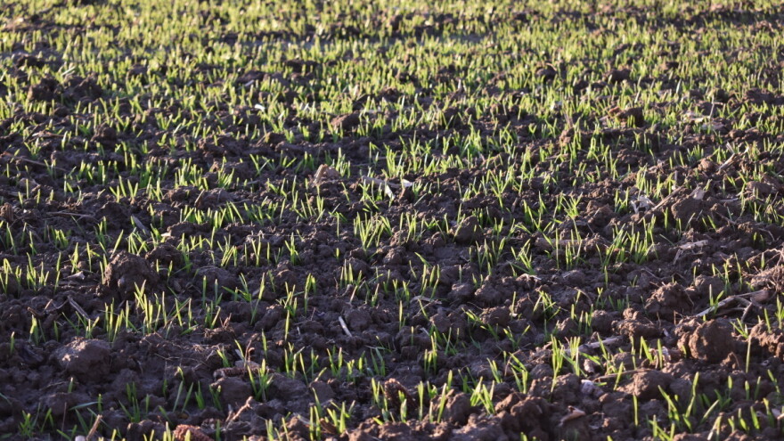 Ništa od snijega ove zime - što to znači za ozimine?