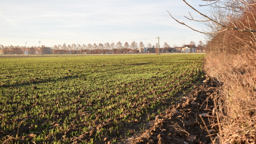 U najavi naoblačenje sa kišom - pojava biljnih bolesti