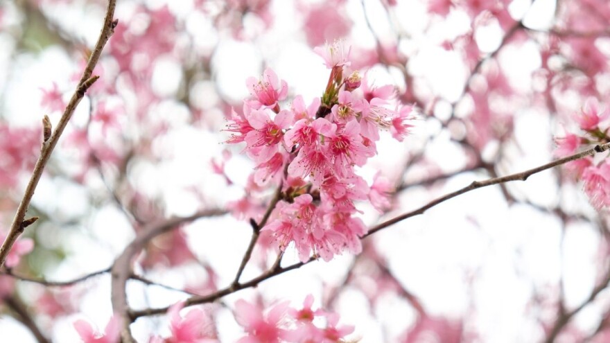 Stabla bora, bambusa i trešnje šalju snažne poruke