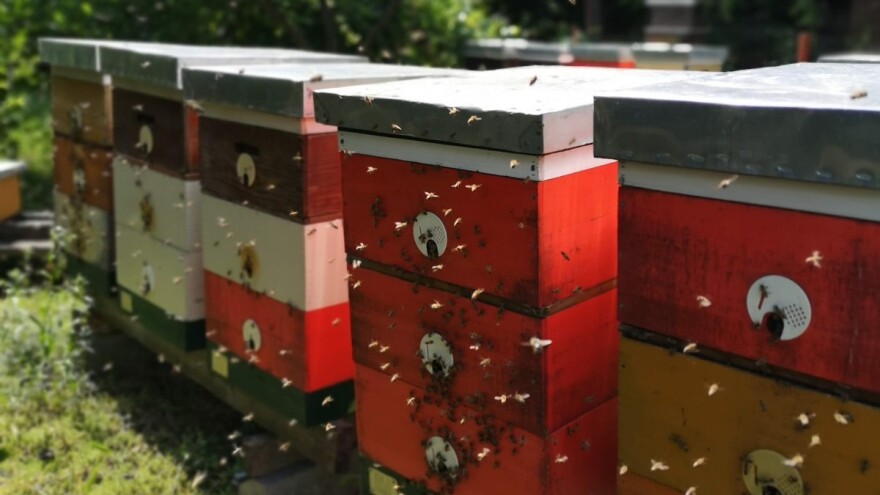 Pripreme za uzimljavanje pčela početi na vreme