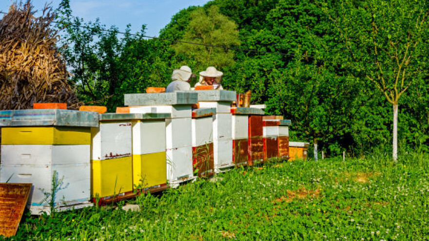Kako pripremiti pčelinje društvo za zimu?
