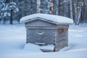 Zimovanje pčelinjih zajednica