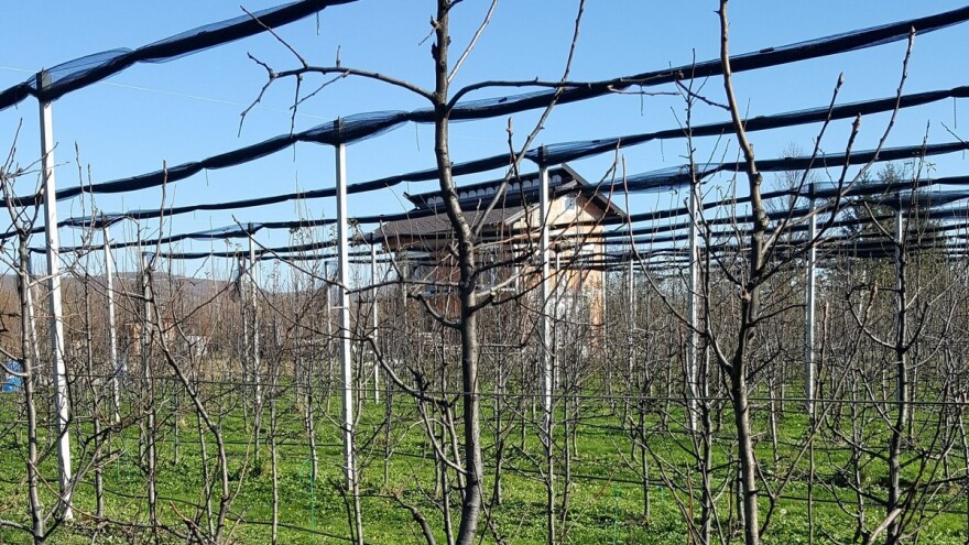 Zimska rezidba krušaka: Manje grana - veća snaga voćke