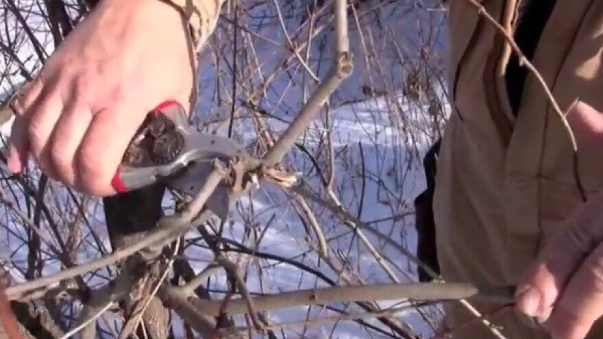 Značaj zimske rezidbe