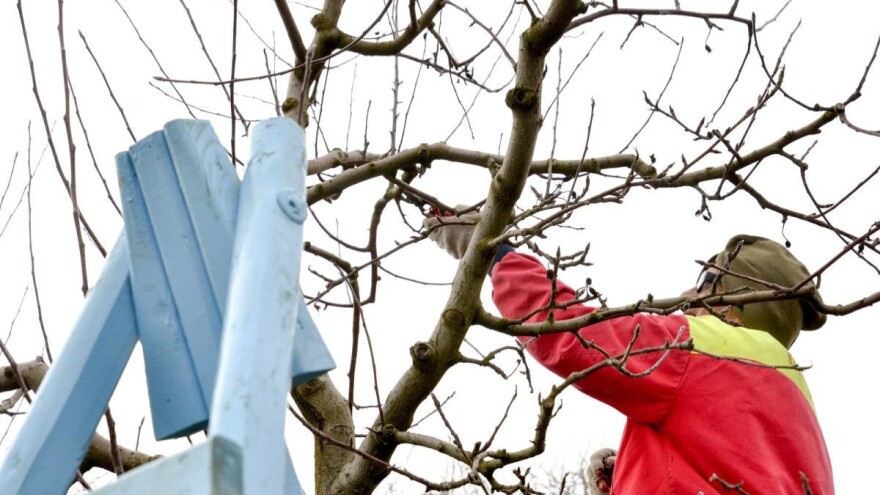 Uticaj zimskih temperatura na štetočinе