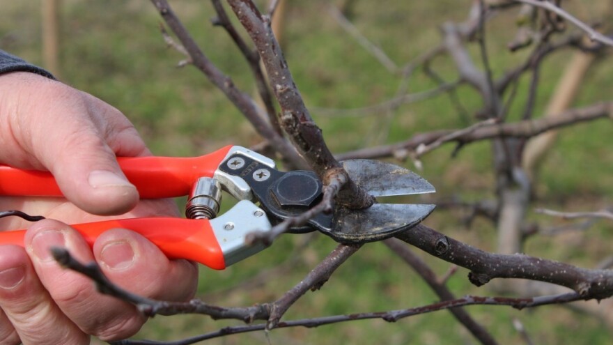 Pravila rezidbe voćaka - na što posebno paziti?