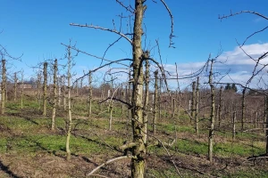 Što je važno kod zimske rezidbe i kako svake godine imati dobre prinose?