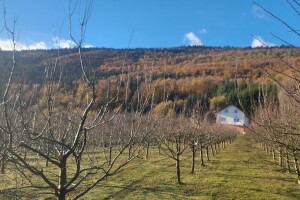 Kako obaviti zimsku rezidbu šljive i spriječiti zagušenje krošnje?