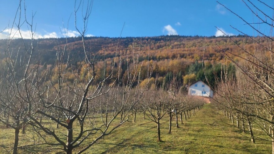 Kako obaviti zimsku rezidbu šljive i spriječiti zagušenje krošnje?