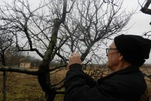 Pravilna rezidba donosi siguran rod